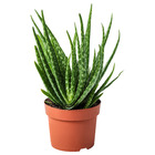 ALOE VERA АЛОЭ ВЕРА
