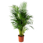 DYPSIS LUTESCENS ДИПСИС ЖЕЛТОВАТЫЙ