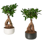 FICUS ФИКУС