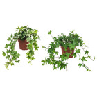 HEDERA HELIX ХЕДЕРА ХЕЛИКС