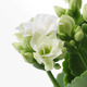 KALANCHOE КАЛАНХОЭ