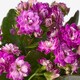 KALANCHOE КАЛАНХОЭ