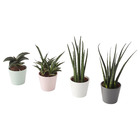 SANSEVIERIA САНСЕВИЕРИЯ