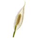 SPATHIPHYLLUM СПАТИФИЛЛУМ