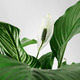 SPATHIPHYLLUM СПАТИФИЛЛУМ
