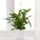 SPATHIPHYLLUM СПАТИФИЛЛУМ