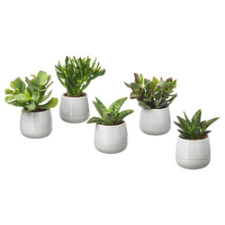 SUCCULENT СУККУЛЕНТЫ
