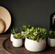 SUCCULENT СУККУЛЕНТЫ