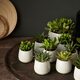 SUCCULENT СУККУЛЕНТЫ
