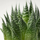 SUCCULENT СУККУЛЕНТЫ