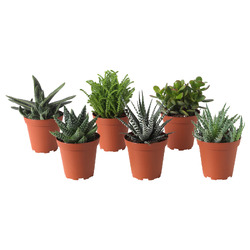 SUCCULENT СУККУЛЕНТЫ