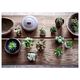 SUCCULENT СУККУЛЕНТЫ