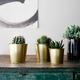 SUCCULENT СУККУЛЕНТЫ