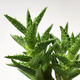 SUCCULENT СУККУЛЕНТЫ